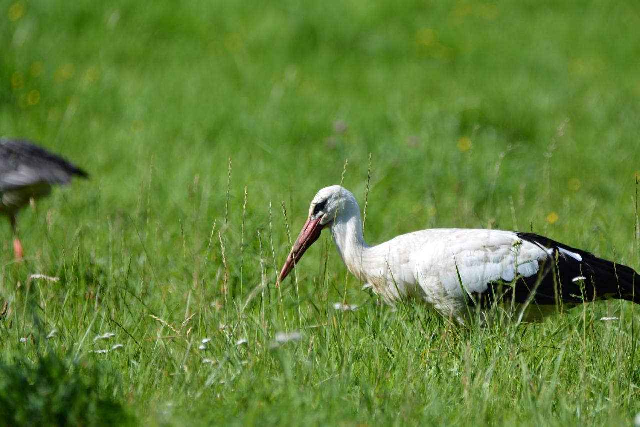 ホテル Siedlisko Nad Sapina クルクランキ エクステリア 写真